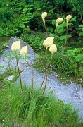 Bear Grass Magnet