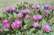 Beavertail Cactus Magnet