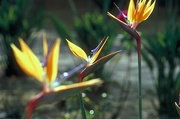 Bird of Paradise Magnet