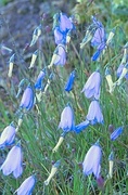 Bluebell Magnet