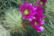 Cactus Flower Magnet