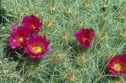 Cactus Flower Magnet