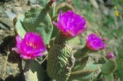 Cactus Flower Magnet