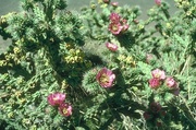 Cactus Flower Magnet