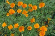 California Poppy Magnet