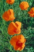 California Poppy Magnet