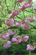 Cherry Blossom Magnet