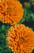 Chrysanthemum Magnet