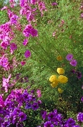 Chrysanthemum Magnet