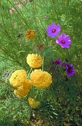 Chrysanthemum Magnet