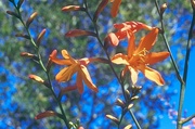 Crocosmia Magnet