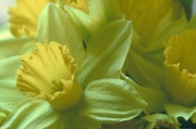 Daffodil Magnet