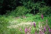 Foxglove Magnet