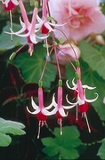 Fuchsia Magnet