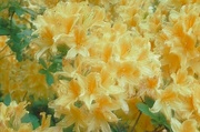 Golden Throated Yellow Azalea Magnet