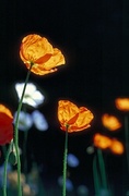 Iceland Poppy Magnet