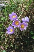 Pasqueflower Magnet