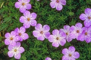 Phlox Magnet