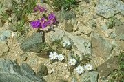 Purple Flower Magnet