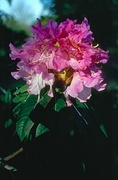 Rhododendron Magnet