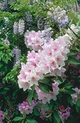 Rhododendron Magnet