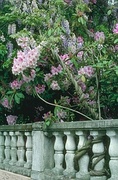 Rhododendron Magnet