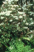 Rhododendron Magnet