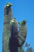 Saguaro Cactus Magnet