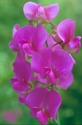 Sweet Pea Magnet