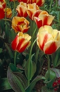 Tulip Magnet