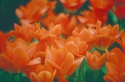 Tulip Magnet