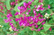 Vine Flower Magnet