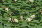 Water Lily Magnet