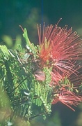 Whiskery Flower Magnet