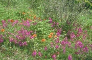 Wildflower Magnet