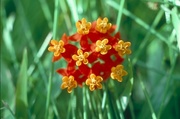 Yellow Flower Magnet