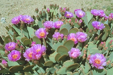 Beavertail Cactus