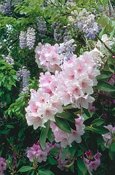 Rhododendron