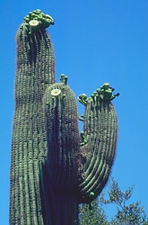 Saguaro Cactus