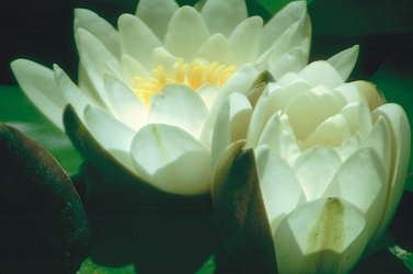 Water Lily