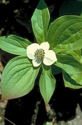 Bunchberry Magnet