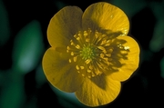 Buttercup Magnet