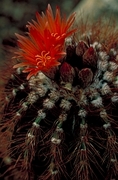 Cactus Flower Magnet