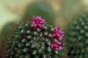 Cactus Flower Magnet