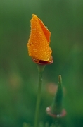 California Poppy Magnet