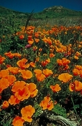 California Poppy Magnet