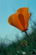 California Poppy Magnet