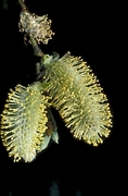 Catkin Magnet