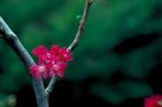 Currant Blossom Magnet