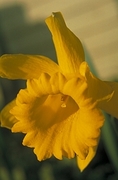 Daffodil Magnet